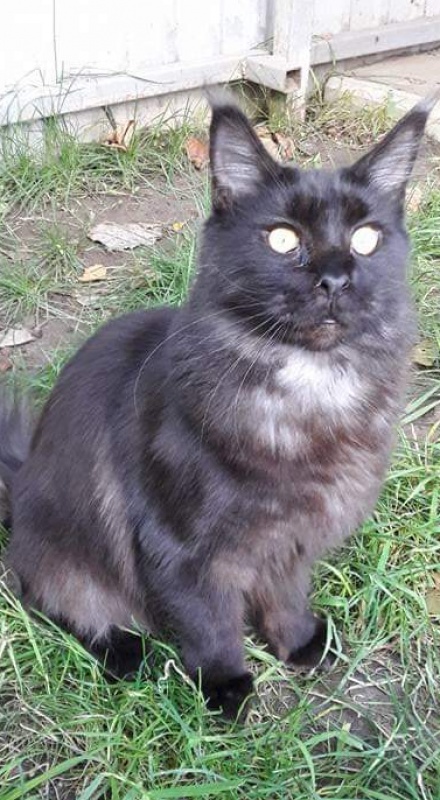 Gatto Fantastico Agnetta - maine-coon