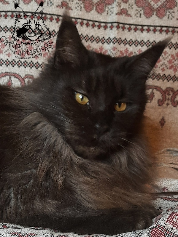 Gatto Fantastico Agnetta - Adult maine-coon 6 years 1 month 2.5 weeks