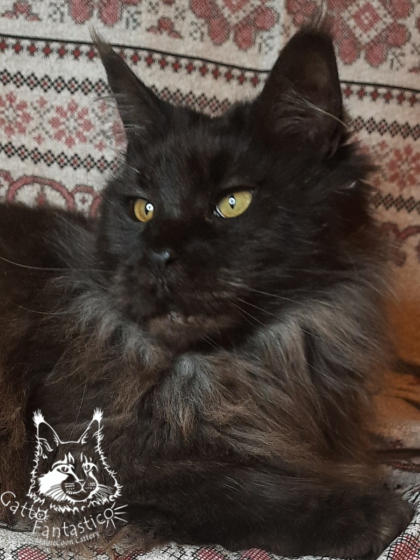 Gatto Fantastico Agnetta - Adult maine-coon 6 years 1 month 2.5 weeks