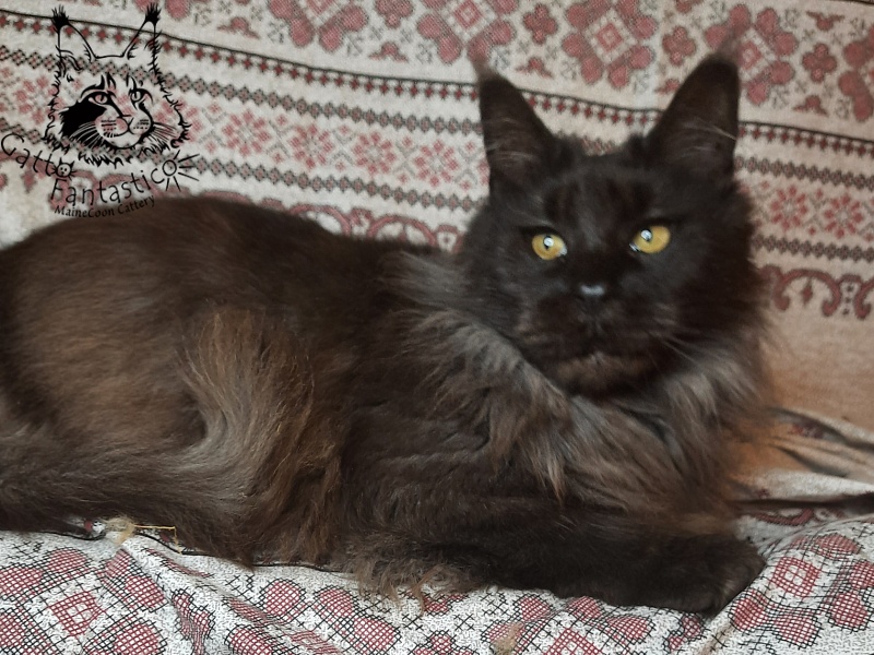 Gatto Fantastico Agnetta - Adult maine-coon 6 years 1 month 2.5 weeks
