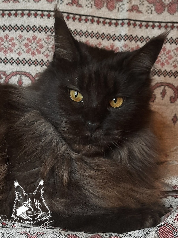 Gatto Fantastico Agnetta - Adult maine-coon 6 years 1 month 2.5 weeks