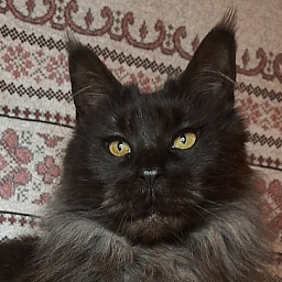 Gatto Fantastico Agnetta
