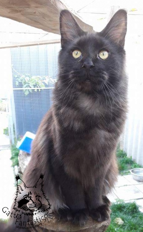 Gatto Fantastico Agnetta - maine-coon