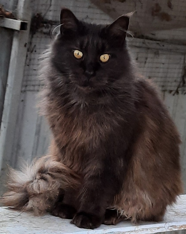 Gatto Fantastico Agnetta - Adult maine-coon 6 years