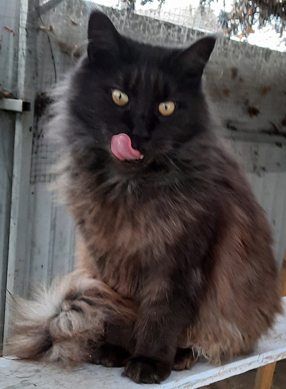 Gatto Fantastico Agnetta - Adult maine-coon 6 years