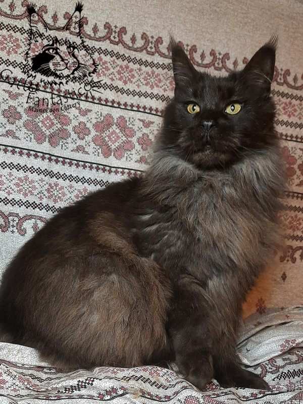 Gatto Fantastico Agnetta - Adult maine-coon 6 years 1 month 2.5 weeks
