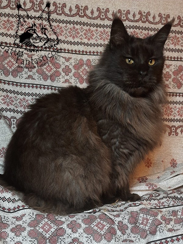 Gatto Fantastico Agnetta - Adult maine-coon 6 years 1 month 2.5 weeks