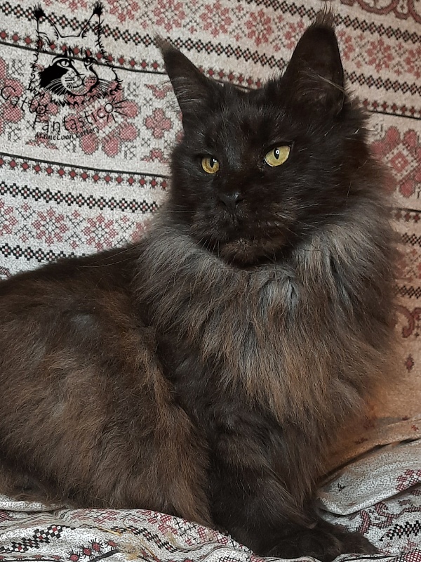 Gatto Fantastico Agnetta - Adult maine-coon 6 years 1 month 2.5 weeks