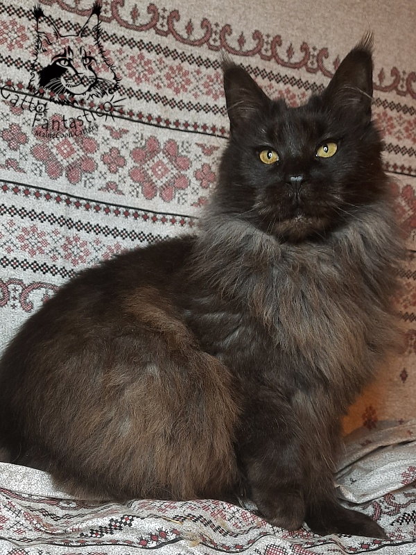 Gatto Fantastico Agnetta - Adult maine-coon 6 years 1 month 2.5 weeks