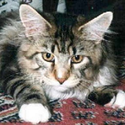 Ravishing O'Brian