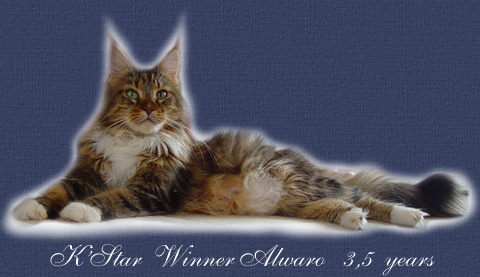 K'Star Winner Alwaro - мейн-кун