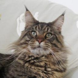 Top Coon Vivaldi