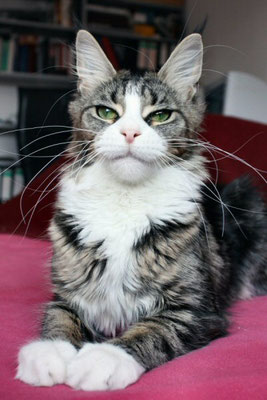 Elphinstone Heaven - maine-coon
