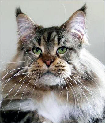 Oldestage New York - maine-coon