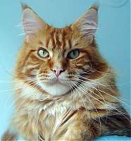 Beyrouth Cat Cabaret - maine-coon