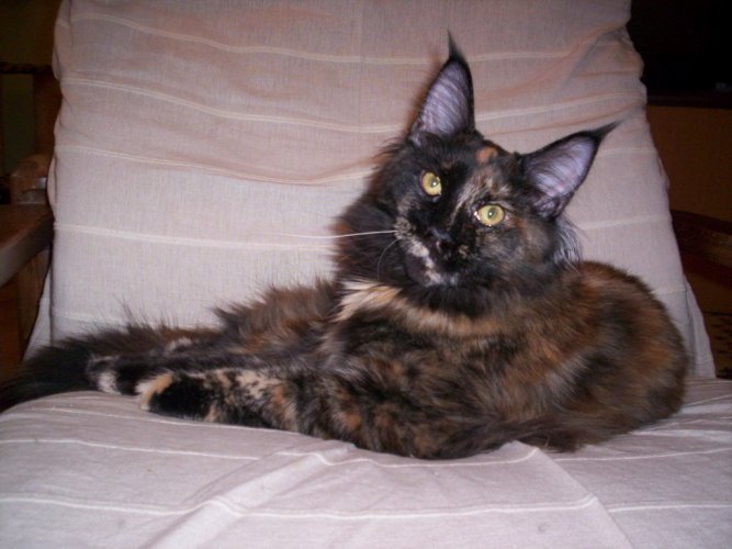 Aloa's Long-Legged Sally - мейн-кун