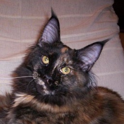 Aloa's Long-Legged Sally