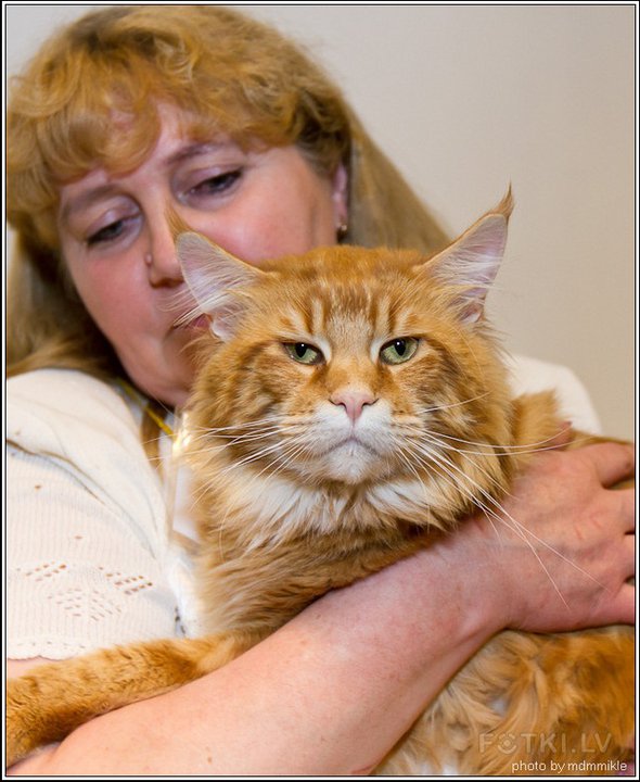 Elroy of Beyrouth - maine-coon