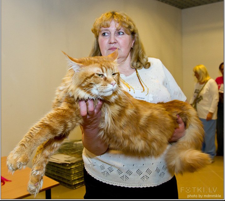 Elroy of Beyrouth - maine-coon