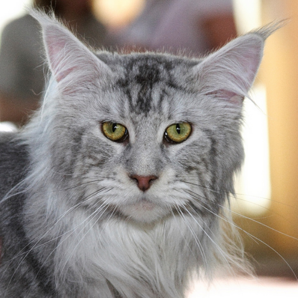 Alwaro Jungle Men - maine-coon