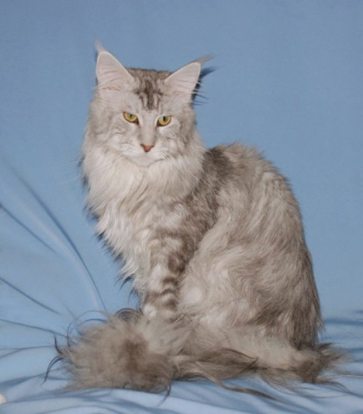 Alwaro Jungle Men - maine-coon