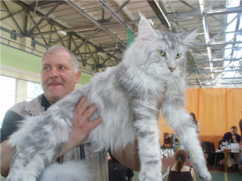 Alwaro Jungle Men - maine-coon