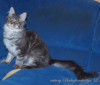 Echo Mazoli Iusis - maine-coon