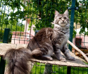 Echo Mazoli Iusis - Adult maine-coon 10 months 3 weeks