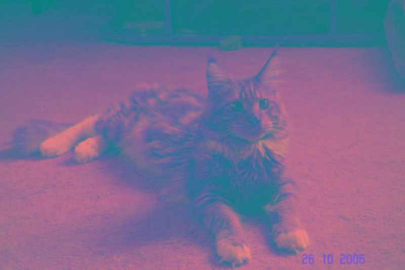 Legolas Samotna Gwiazda - Adult maine-coon 1 year 4 months 0.5 weeks