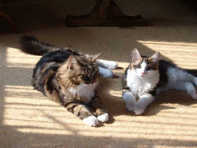 Daisy Tiili - Adult maine-coon 3 years 3 months 2 weeks