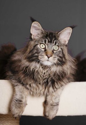 Borneo des Shags of Saskatoon - maine-coon