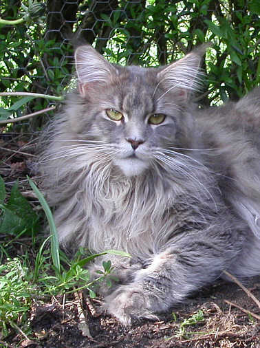 Ailuro Chimalis Corazon - maine-coon