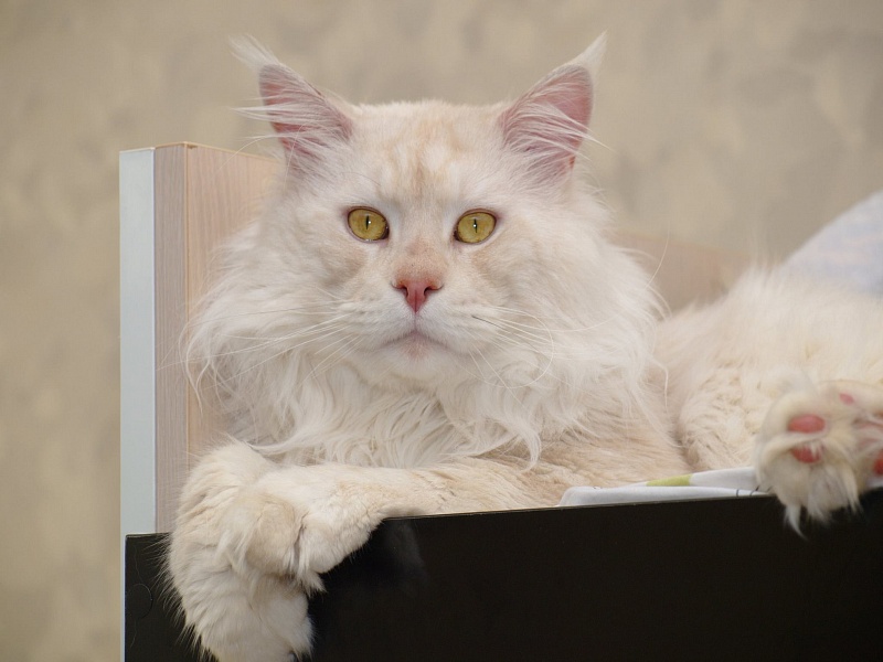 Harley Baltoji Orhideja - maine-coon
