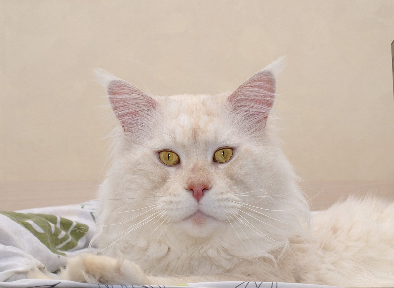 Harley Baltoji Orhideja - maine-coon