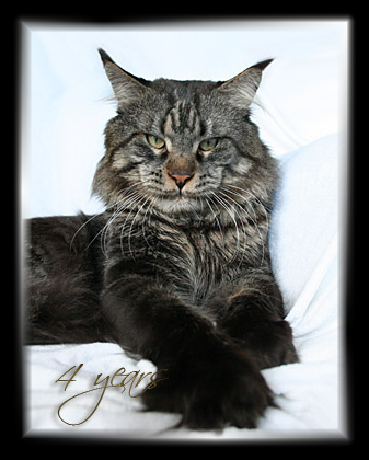 Gangsta Guy the Purrfect Coon - Дорослий мейн-кун 4 роки 0,5 тижнів