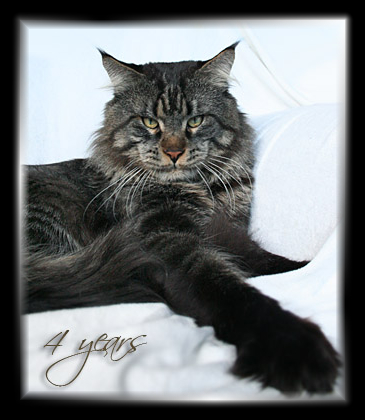 Gangsta Guy the Purrfect Coon - Дорослий мейн-кун 4 роки 0,5 тижнів