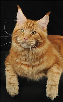 Incredible Ray Airish Coon - maine-coon