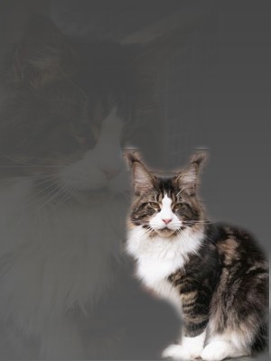 Big-Hannibals Dream Dancer - maine-coon