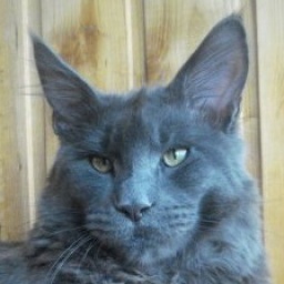 Pillowtalk's Zafiro II