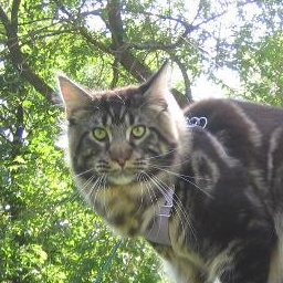 Lapcat Calypso