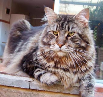 Omkara Crazy Horse - maine-coon