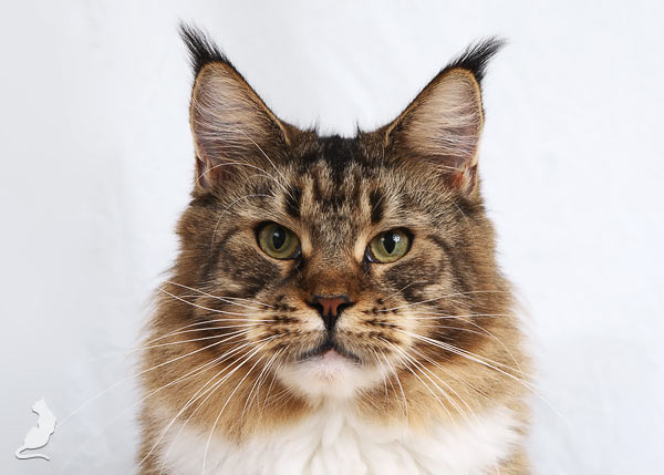 Lioncoon Tayga - maine-coon