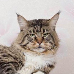 Bajuncat's Bocman