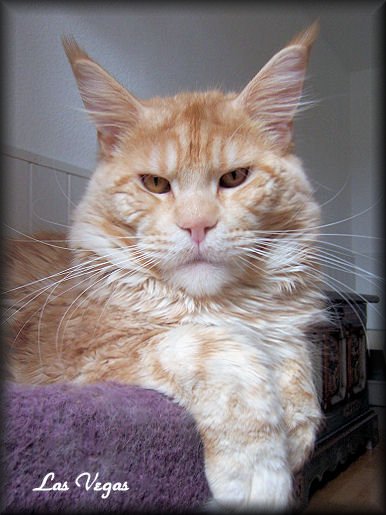 Pillowtalk's Viva Las Vegas - maine-coon