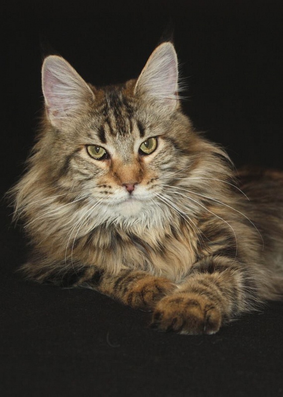 Bajuncat's Curry - maine-coon