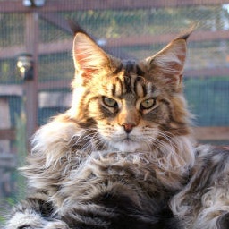 Coonforest Scrooge
