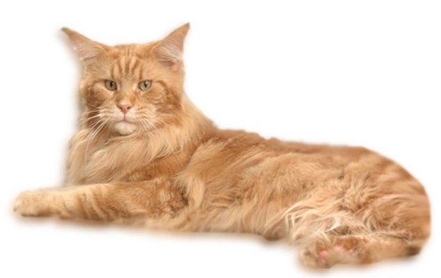 Fribanikos Al Capone - maine-coon