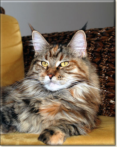 Goldie Rose Villa Park - maine-coon