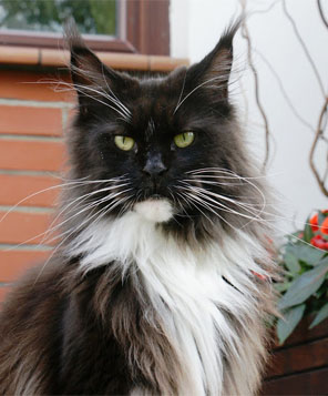 Essence Silvi-Cola - maine-coon