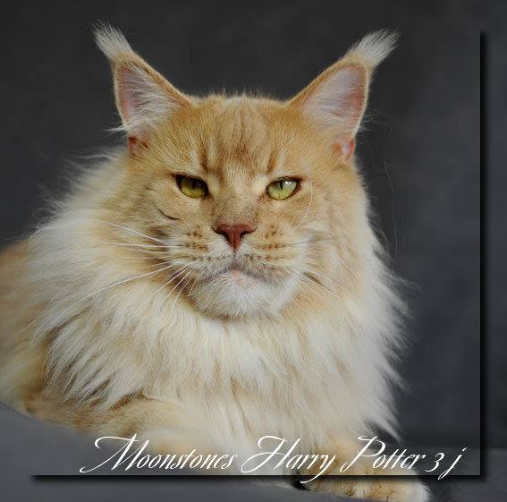 Moonstones Harry Potter - maine-coon